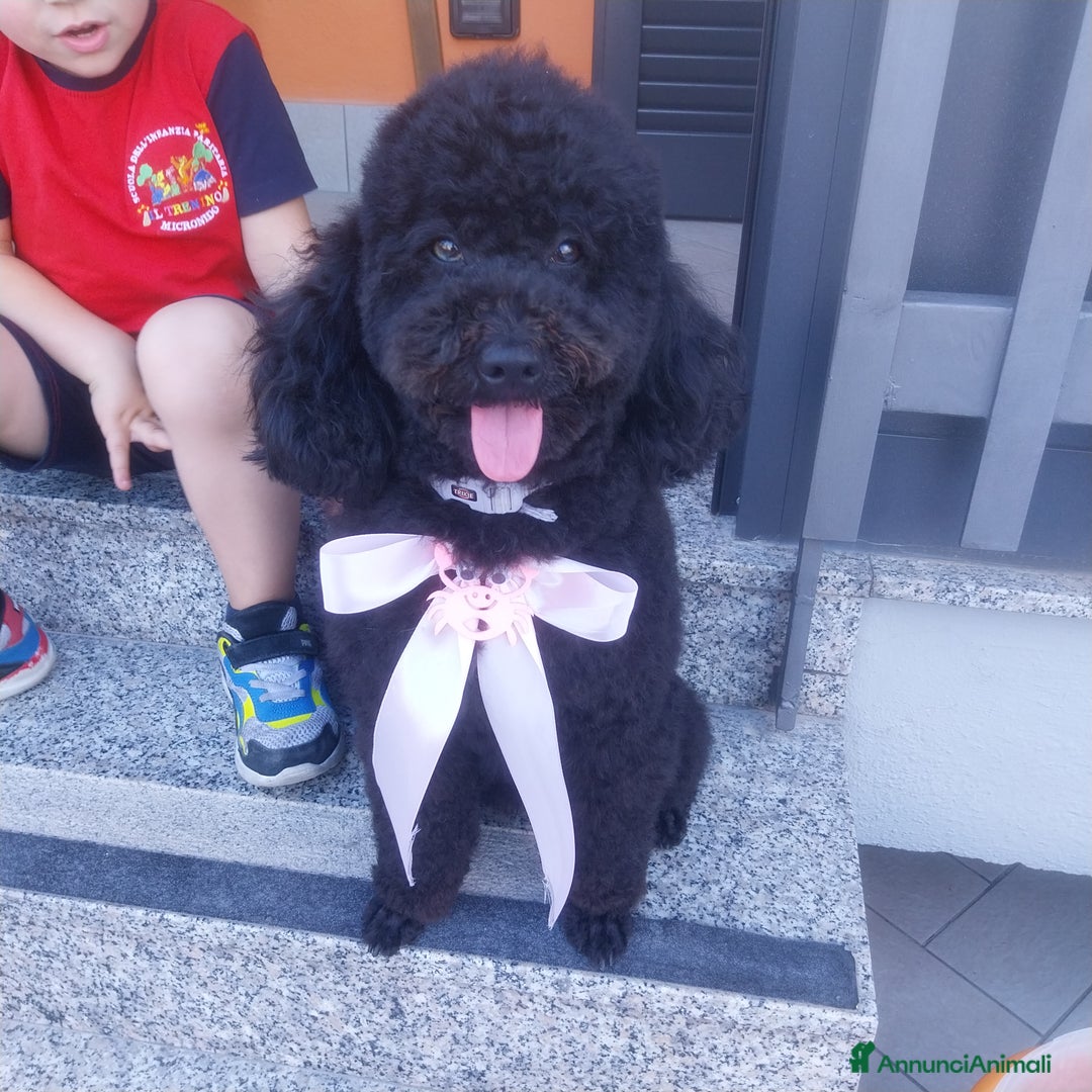 Barboncino cani in vendita: Barboncini nani - Annuncio 1