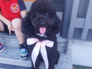 Barboncino cani Barboncini nani - Annuncio 40