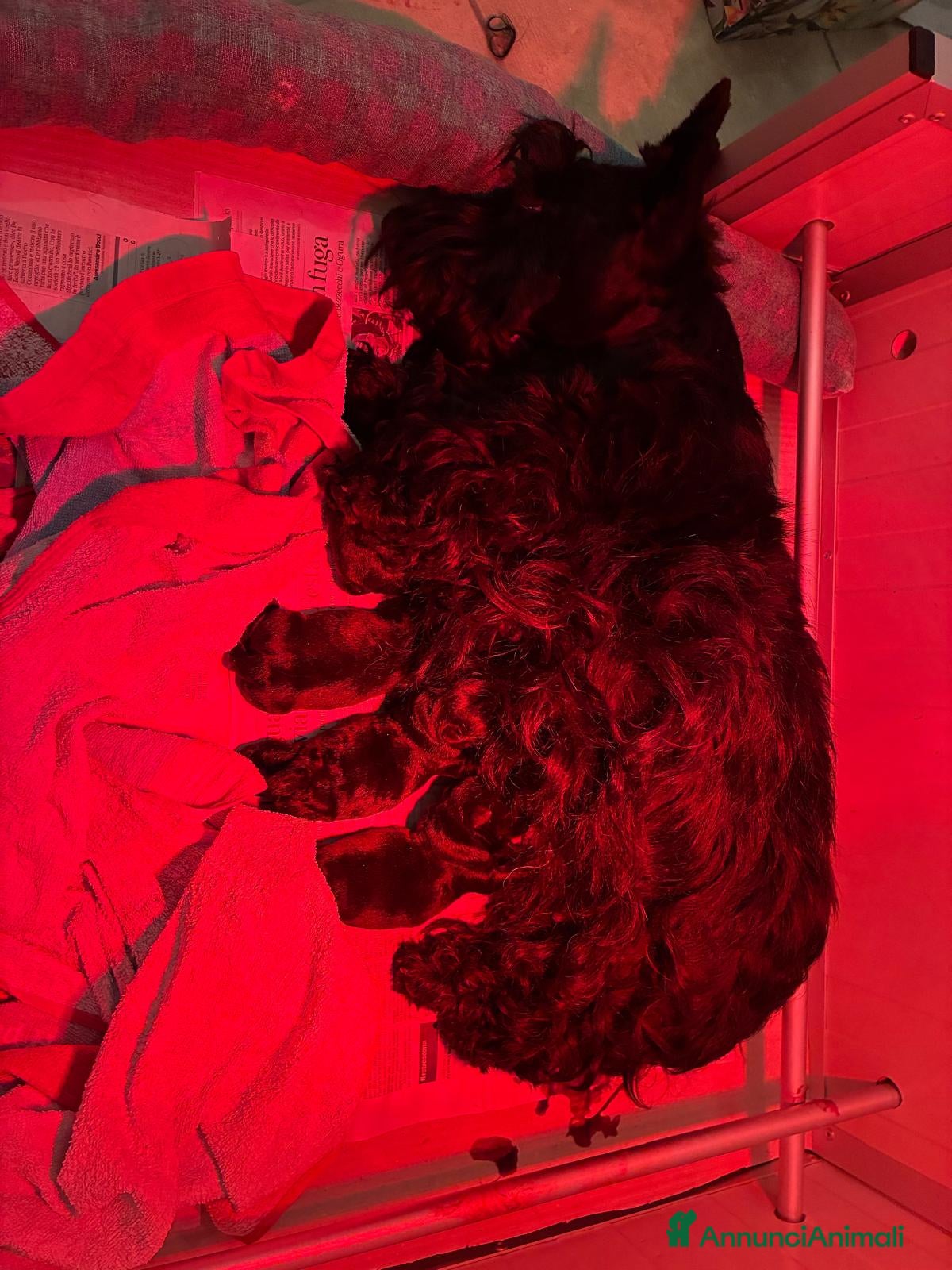 Scottish Terrier cani Scottish terrier - Annuncio 2