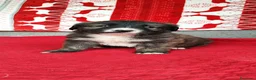 Meticcio cani in regalo: Dalì cerca una famiglia che lo adotti a Provincia autonoma di Trento - Annuncio 5