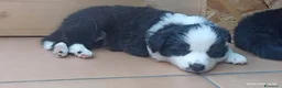 Border Collie cani in vendita: Border Colli con pedigree vendiamo - Annuncio 5
