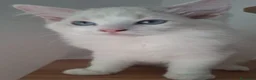 Ragdoll gatti in vendita: Cucciole Ragdoll  - Annuncio 3