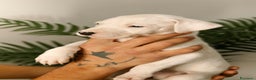 Dogo Argentino cani in vendita: CUCCIOLI DI DOGO ARGENTINO - Annuncio 1