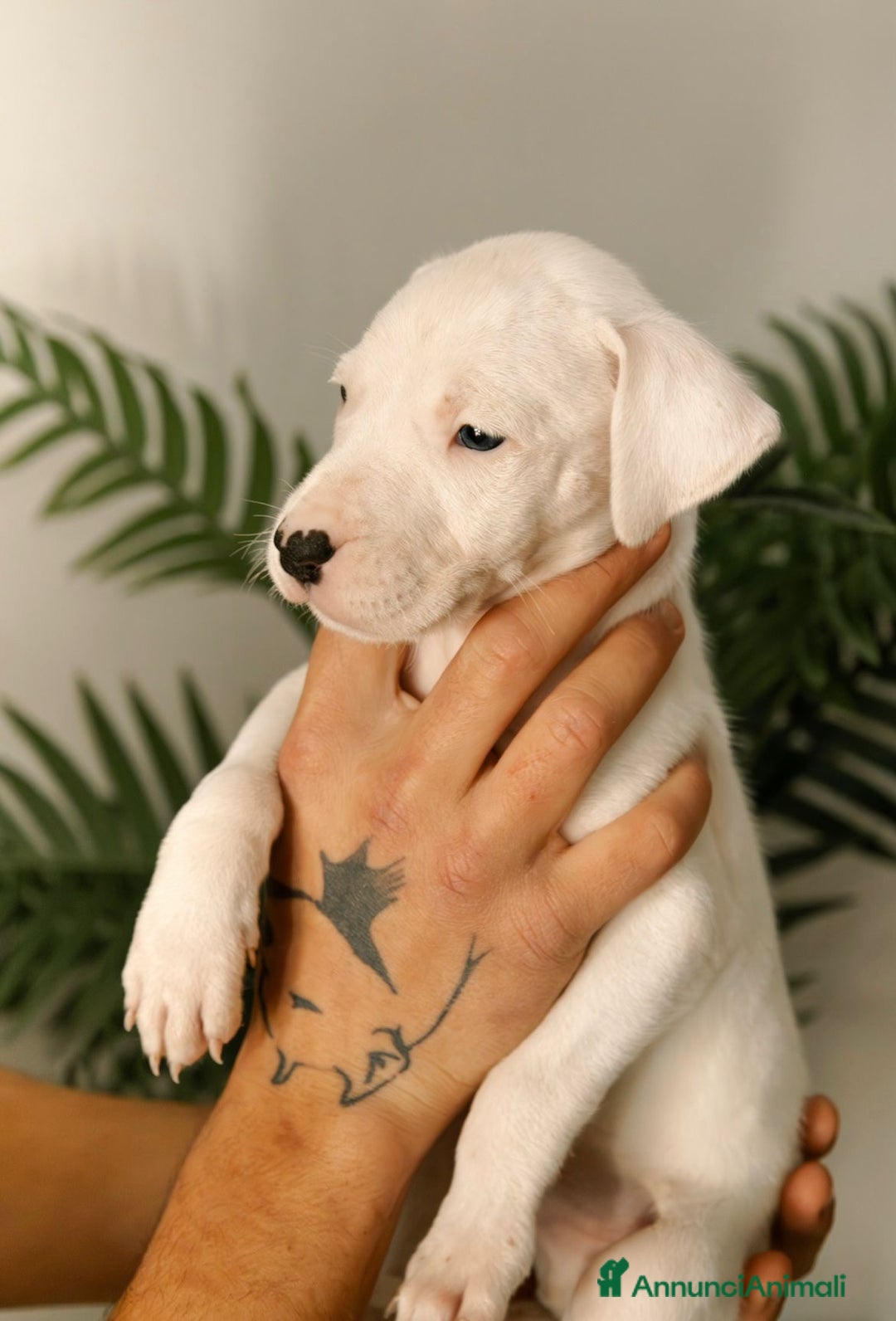 Dogo Argentino cani in vendita: CUCCIOLI DI DOGO ARGENTINO - Annuncio 1