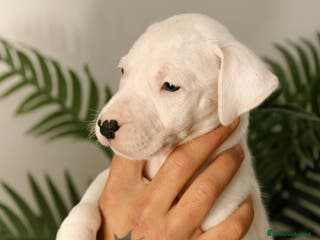 Dogo Argentino cani CUCCIOLI DI DOGO ARGENTINO - Annuncio 3