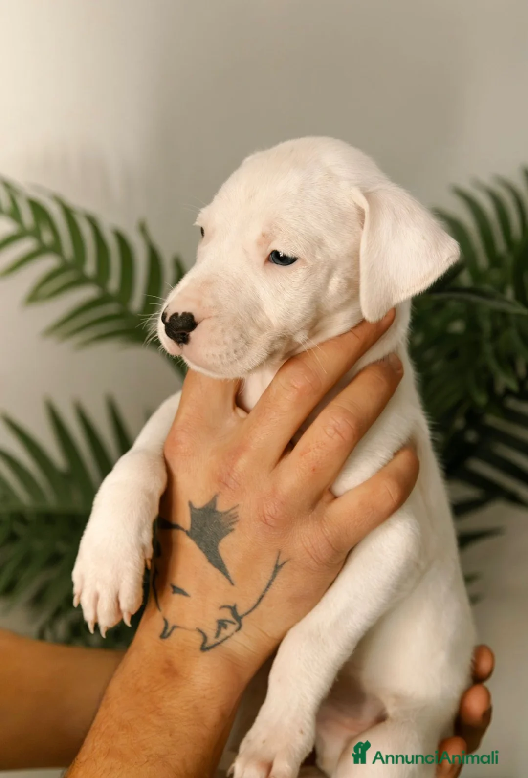Dogo Argentino cani in vendita: CUCCIOLI DI DOGO ARGENTINO - Annuncio 1