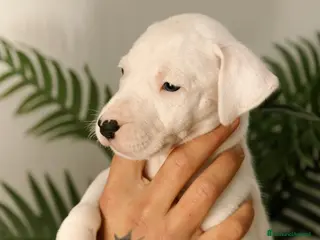 Dogo Argentino cani CUCCIOLI DI DOGO ARGENTINO - Annuncio 2