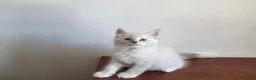 Siberiano gatti in vendita: Cuccioli Neva Masquerade - Annuncio 4