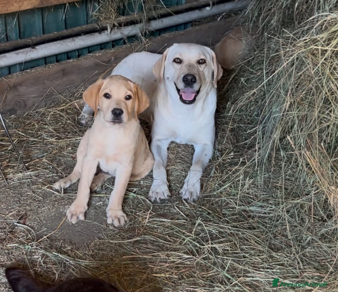 Labrador cani in vendita: Ultimo cucciolo di Labrador  - Annuncio 3
