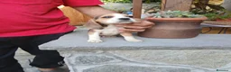 Beagle cani in vendita: BEAGLE CUCCIOLI a Città Metropolitana di Torino - Annuncio 2
