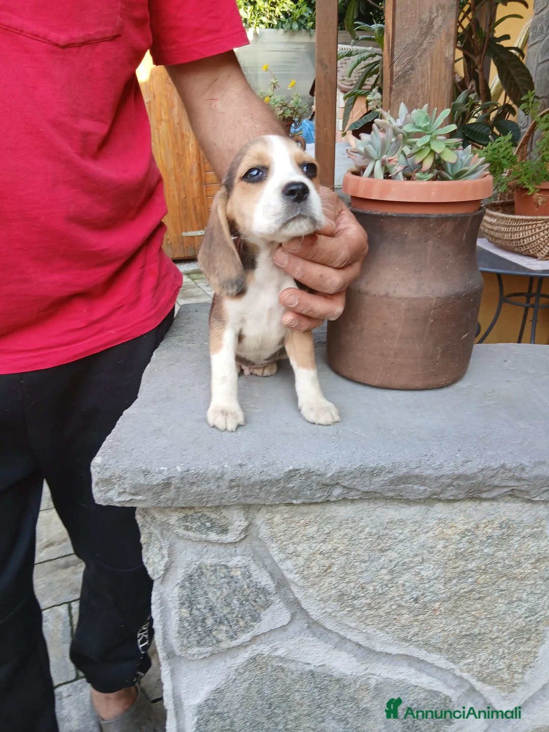 Beagle cani in vendita: BEAGLE CUCCIOLI a Città Metropolitana di Torino - Annuncio 2