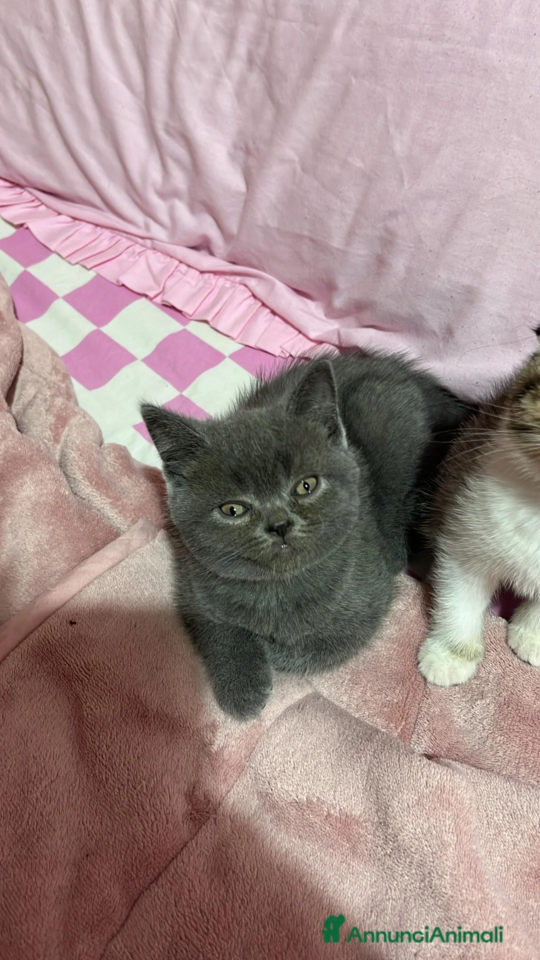 British gatti in vendita: british shorthair - Annuncio 3