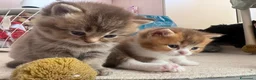 British gatti in vendita: meravigliosi cuccioli gattini British Shorthair  a Città Metropolitana di Torino - Annuncio 4