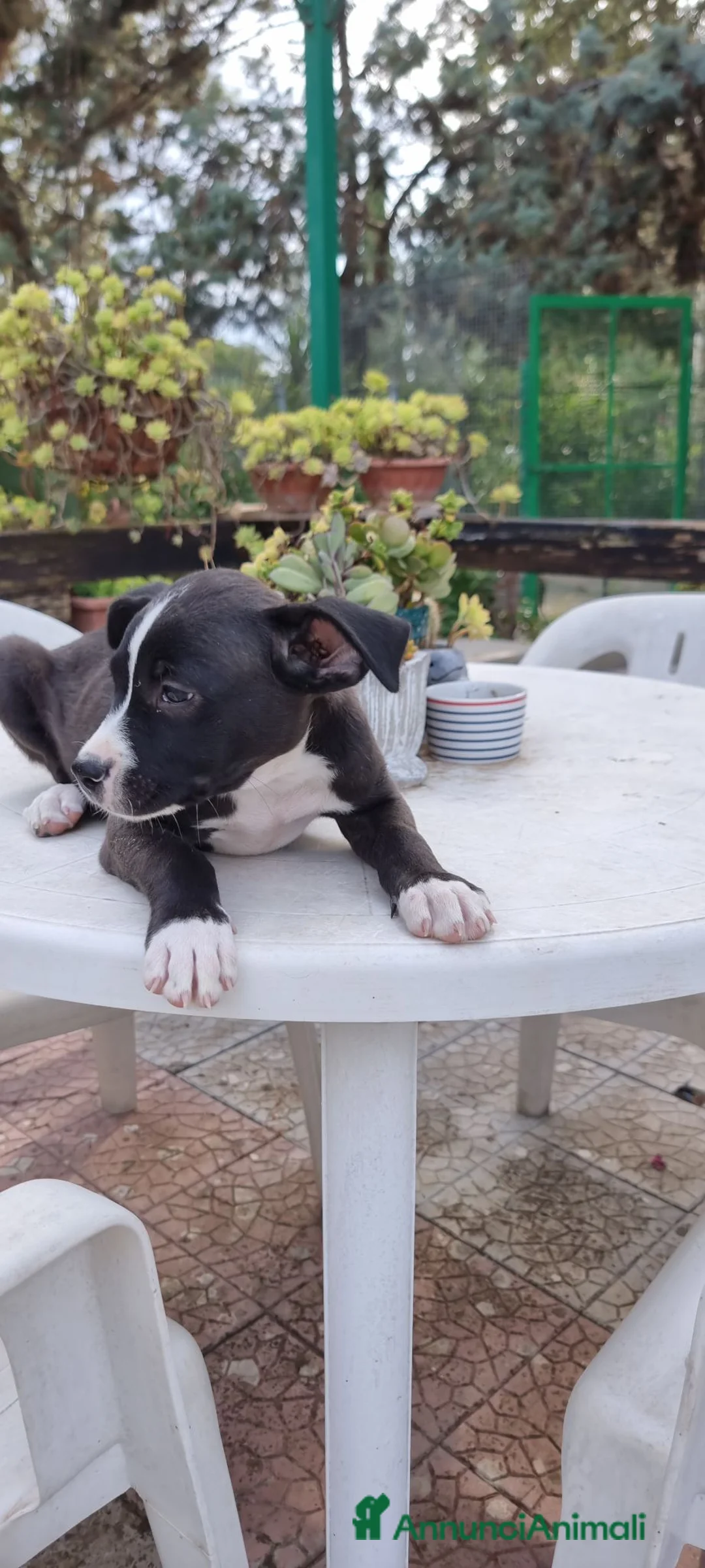 American Staffordshire cani in vendita: Allevamento Amstaff in Puglia con pedigree  - Annuncio 6
