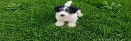 Jack Russell cani in vendita: Jack Russell  - Annuncio 6