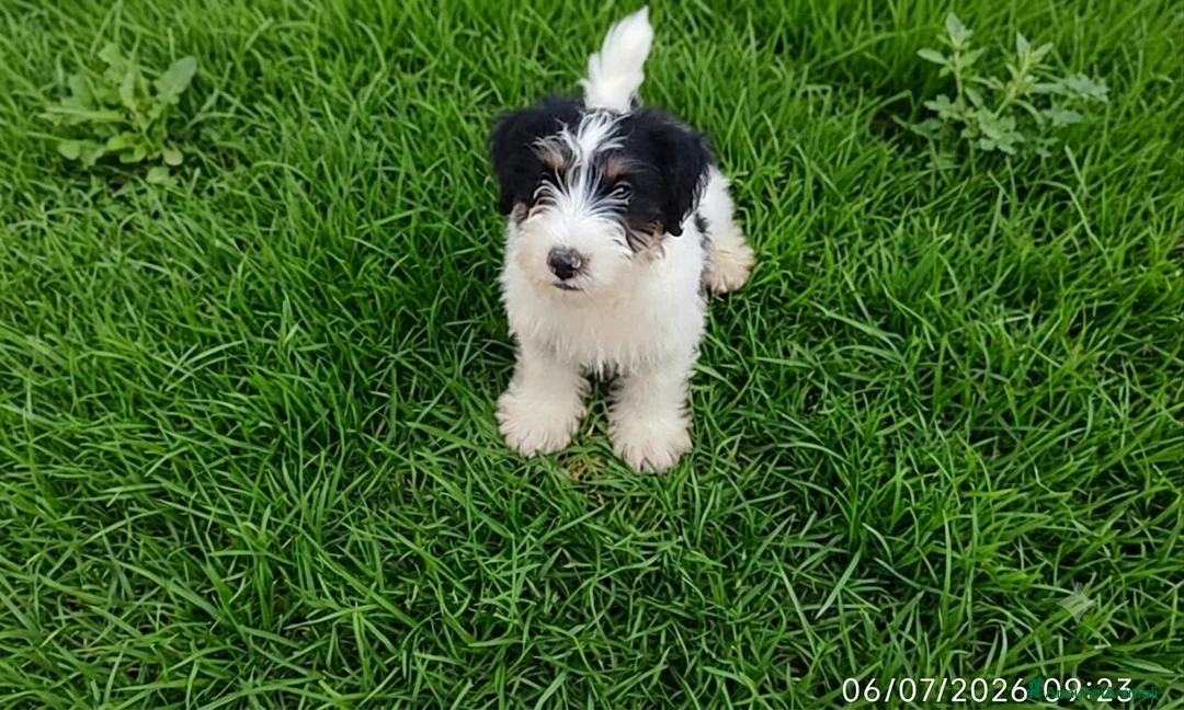 Jack Russell cani in vendita: Jack Russell  - Annuncio 6