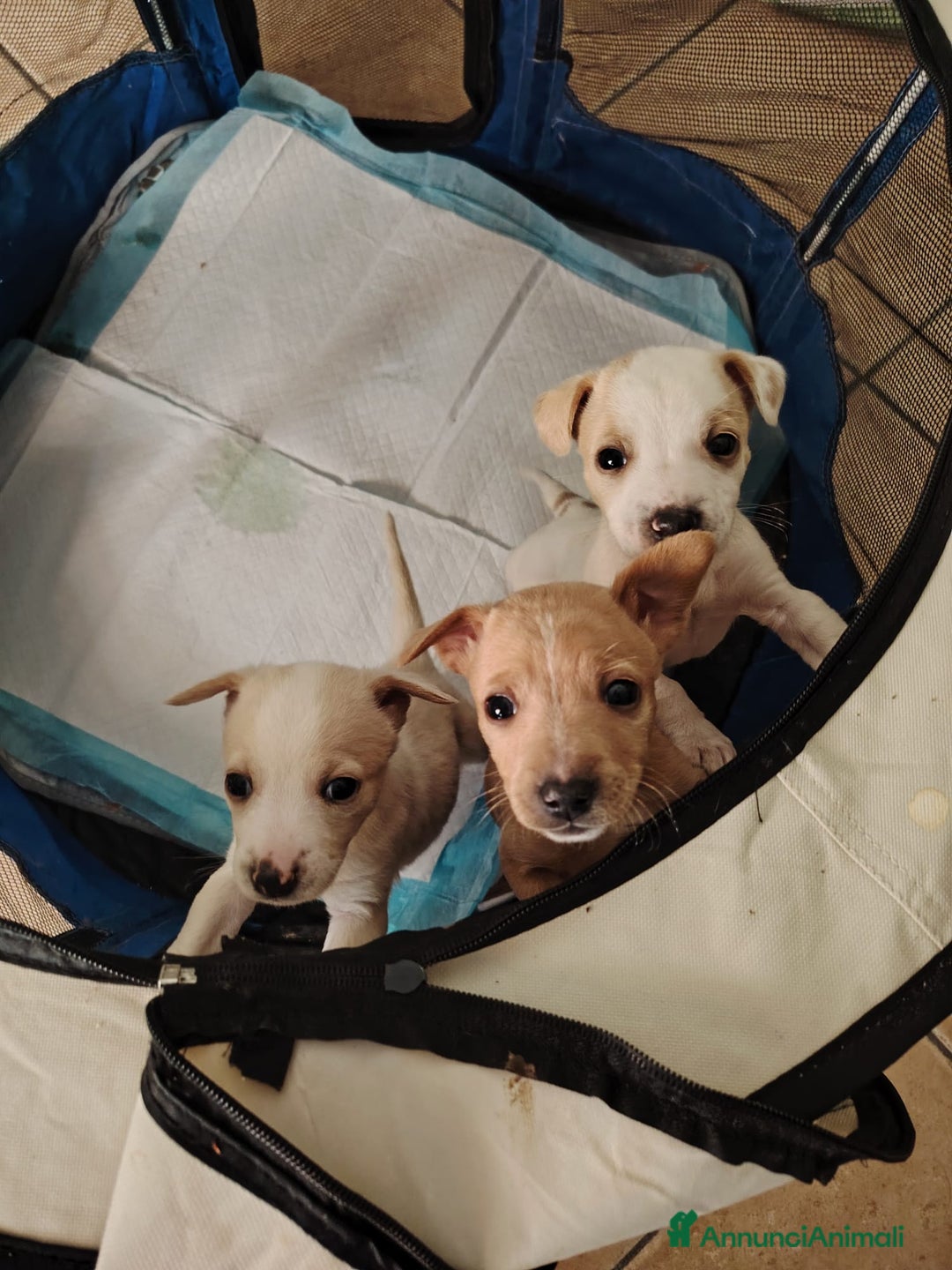 Meticcio cani in regalo: CUCCIOLI BISOGNOSI IN CERCA D'AMORE  - Annuncio 13