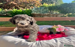 Barboncino cani in vendita: Barboncino  - Annuncio 9