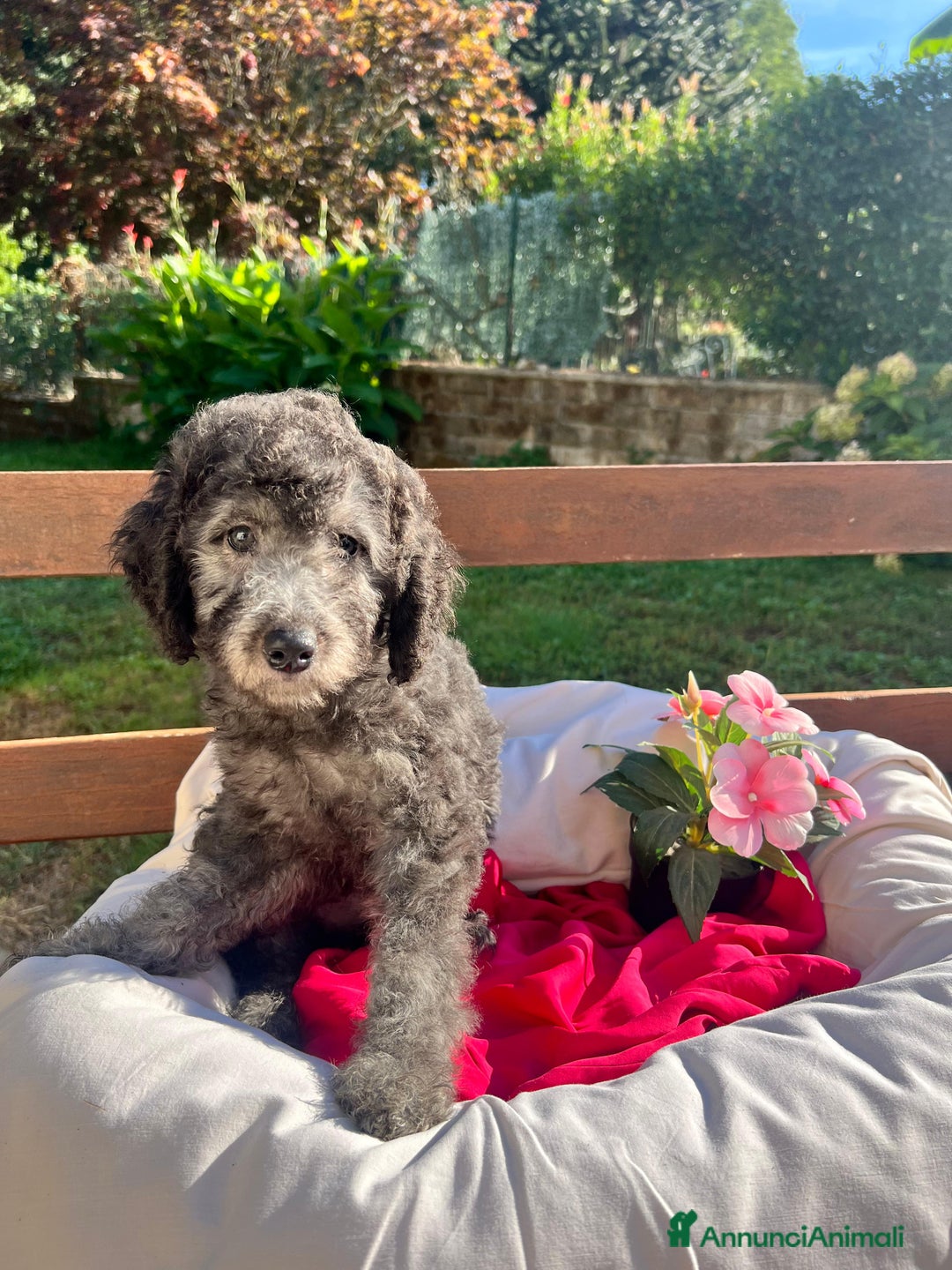 Barboncino cani in vendita: Barboncino  - Annuncio 9