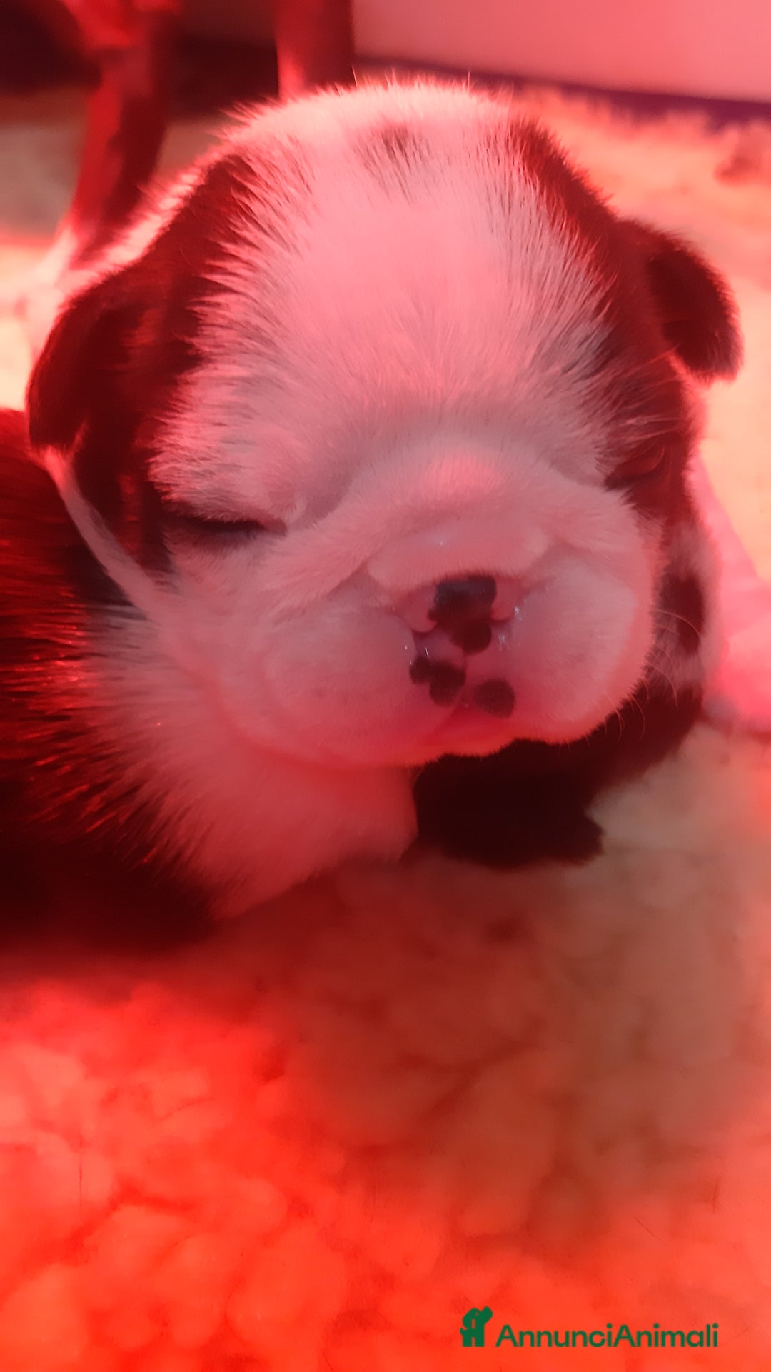 Boston Terrier cani in vendita: Cuccioli di Boston terrier con pedigree ENCI/FCI  - Annuncio 9