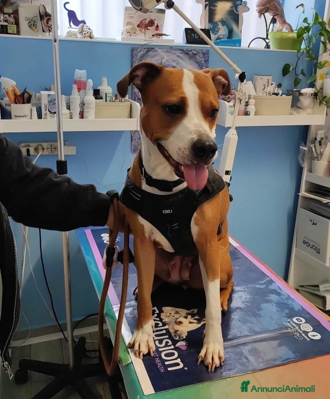 Meticcio cani in regalo: Luna 5 anni , cerca casa urgente. a Città metropolitana di Milano - Annuncio 1