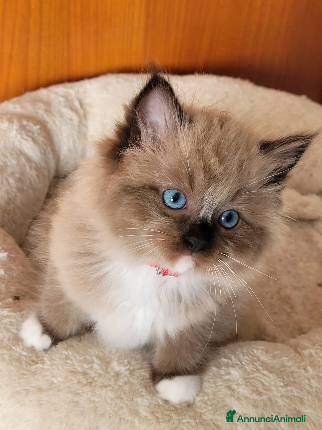 Ragdoll gatti in vendita: Femmina ragdoll mink  - Annuncio 6