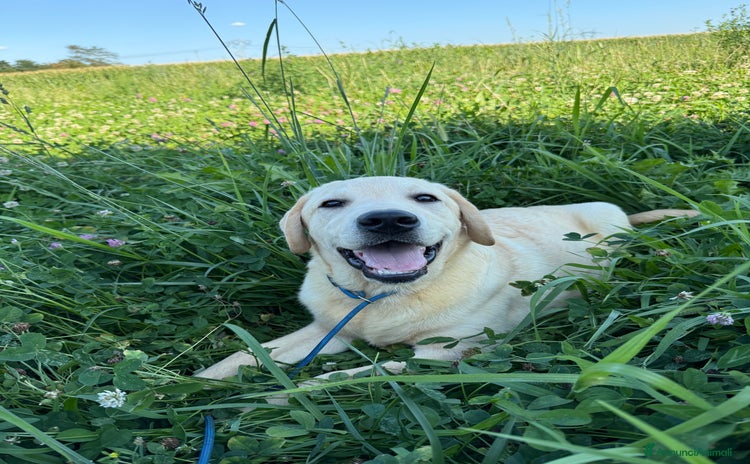 Labrador cani a Città Metropolitana di Milano - Annuncio 9