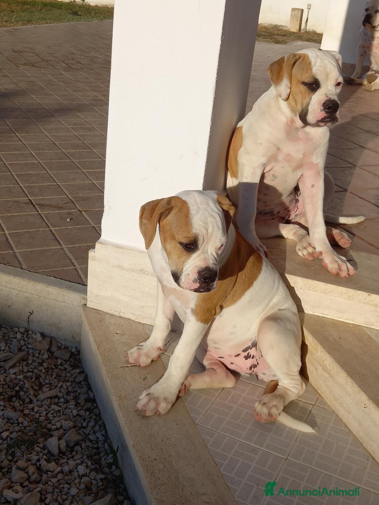 Bulldog cani Cucciolo American bulldog  - Annuncio 2