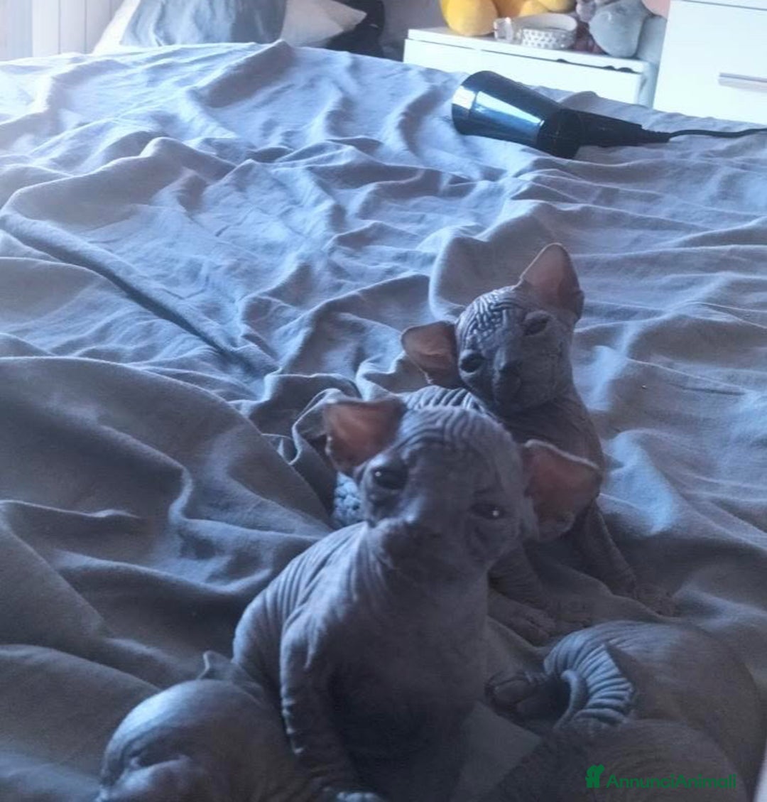 Sphynx gatti in vendita: Bellissimi cuccioli di sphynx con pedigree  - Annuncio 5