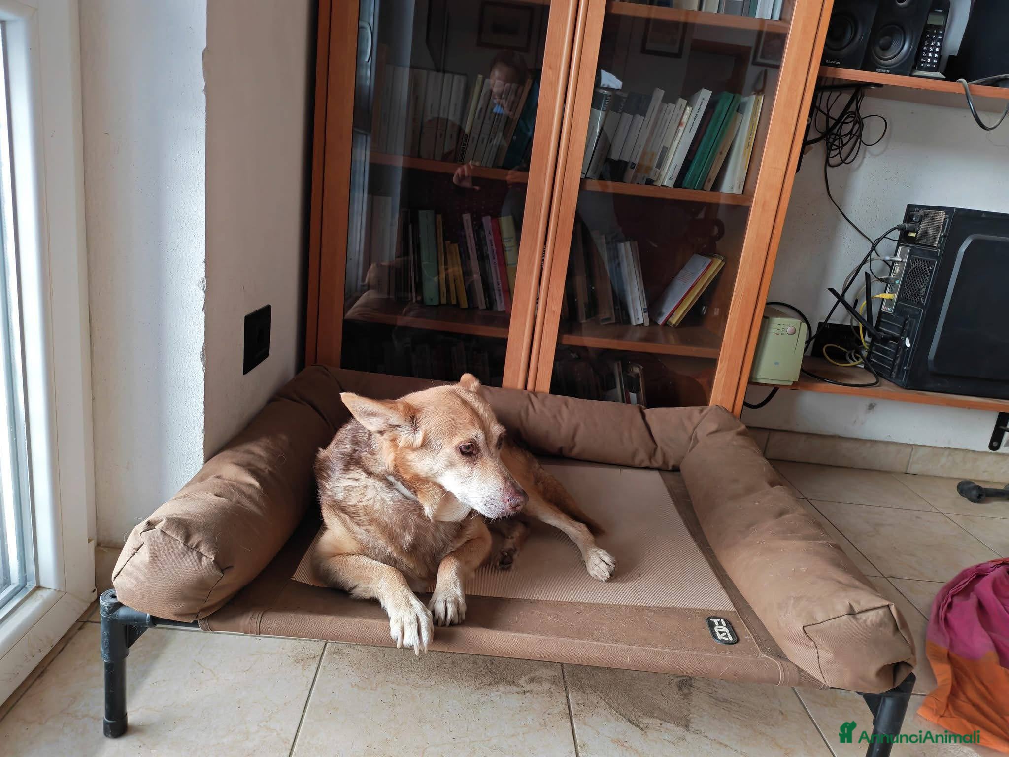 Meticcio cani Gelbie: 15 anni, adozione del cuore  - Annuncio 19