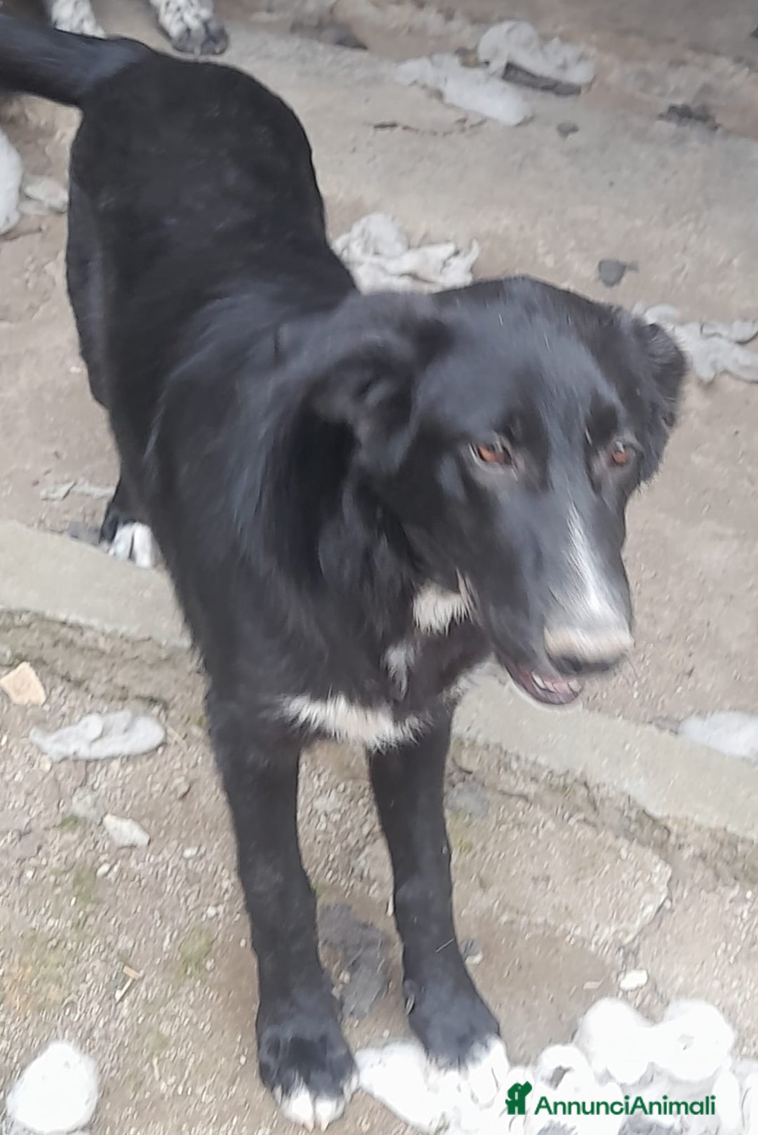 Meticcio cani in vendita: Meticcio di 1 anno 17 kg - Annuncio 2