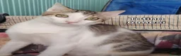 Meticcio gatti in regalo: GATTINI: SIAMO AL COLLASSO a Città Metropolitana di Firenze - Annuncio 12