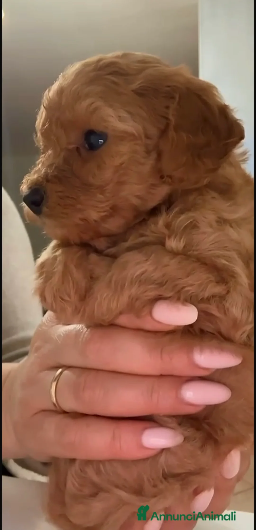 Barboncino cani in vendita: Barboncino nano❤️ - Annuncio 5