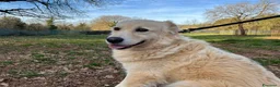 Meticcio cani in regalo: VANIGLIA bella timidina tg mediogr. - Annuncio 4