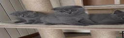 Scottish gatti in vendita: Scottish straight e fold - Annuncio 7