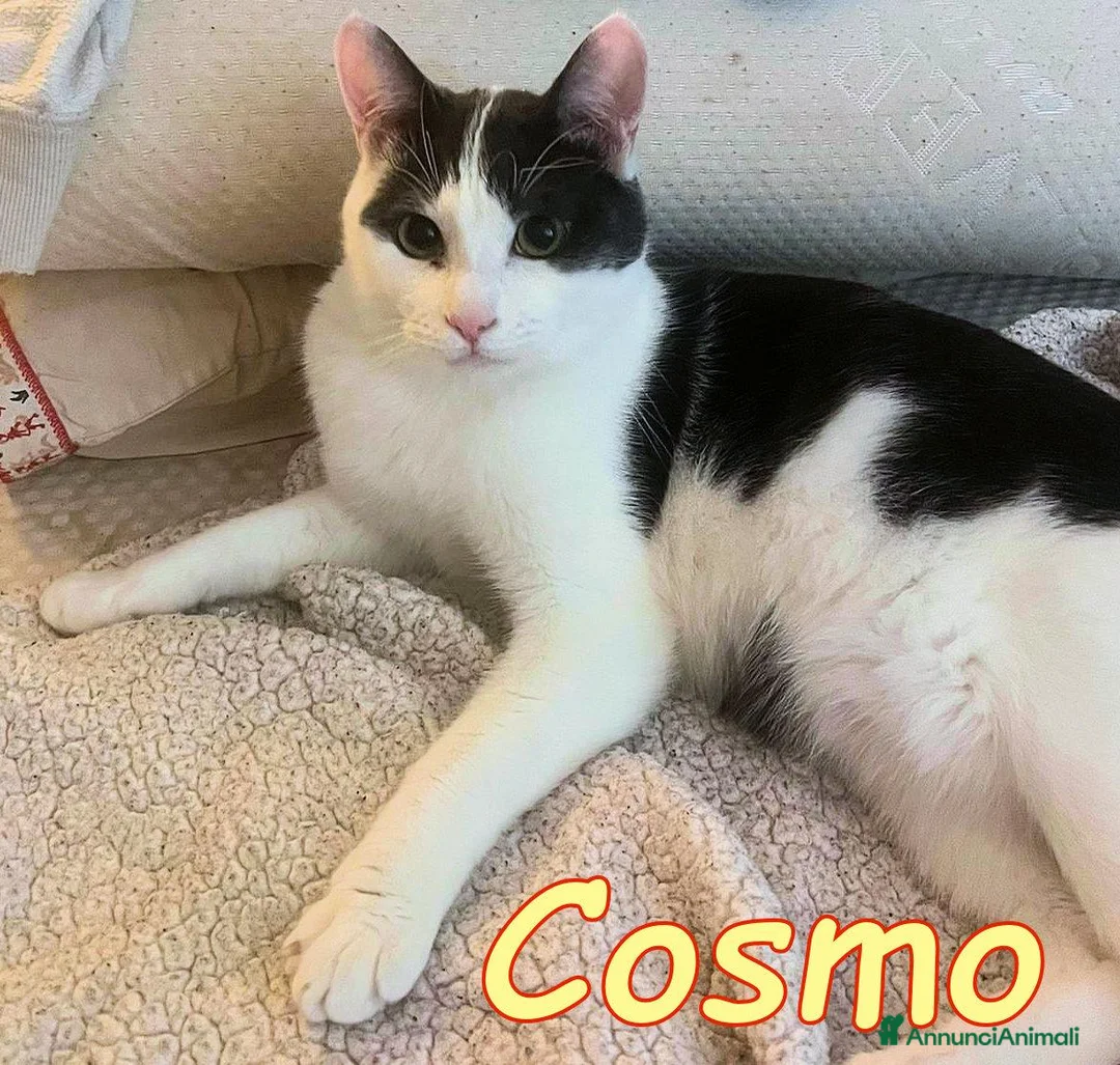 Europeo gatti in regalo: COSMO ASPETTA ANCORA UNA FAMIGLIA - Annuncio 1