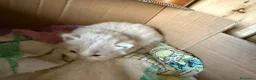 Europeo gatti in regalo: Regalo gattini - Annuncio 2