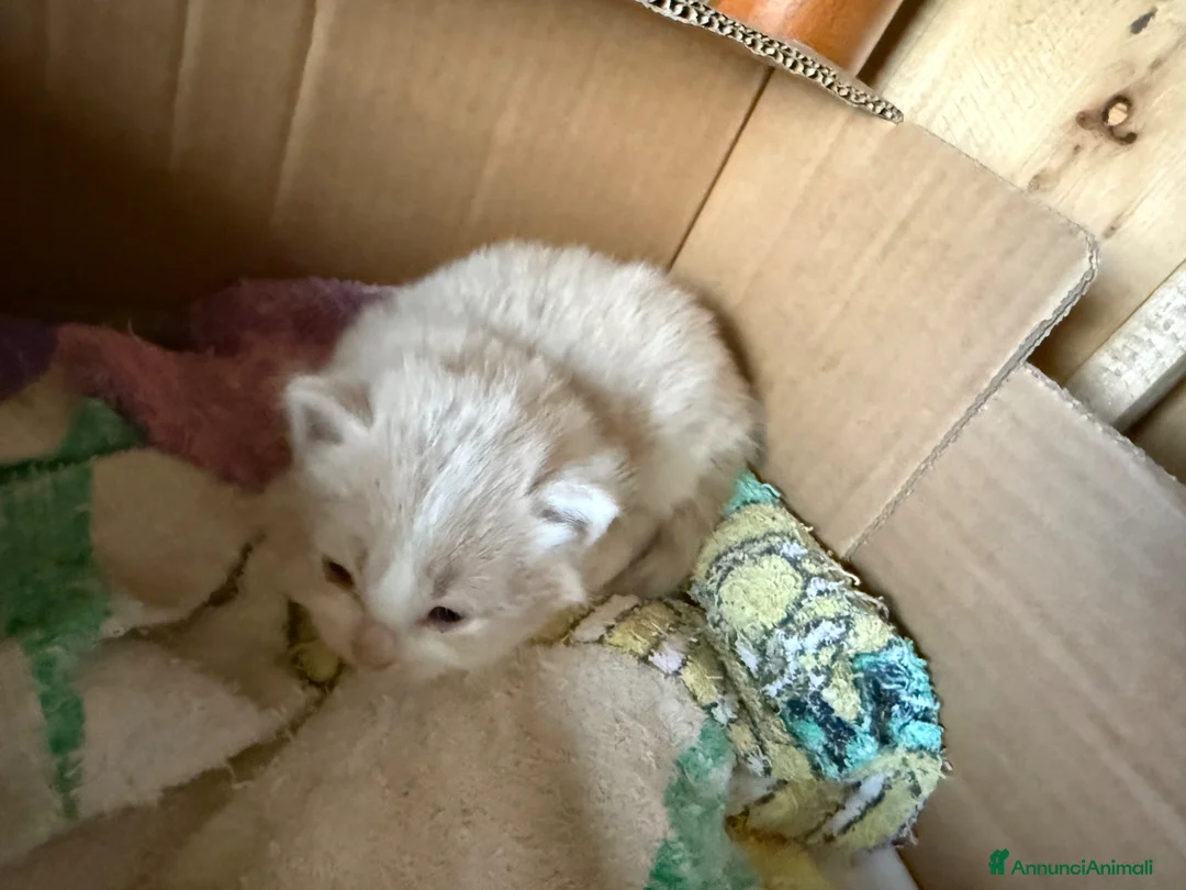 Europeo gatti in regalo: Regalo gattini - Annuncio 2