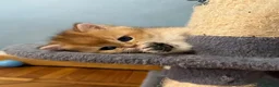 British gatti in vendita: British Golden  - Annuncio 5