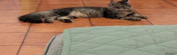 Maine Coon gatti in vendita: Maine Coon - Annuncio 7
