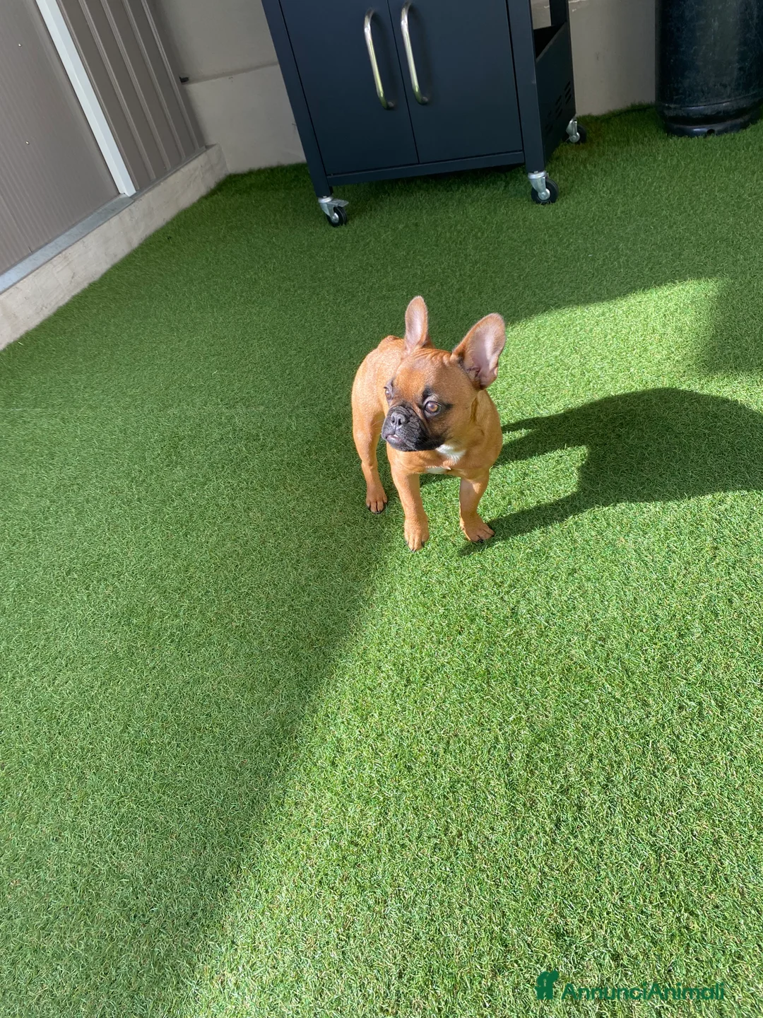 Bulldog cani in vendita: Buldog  - Annuncio 2