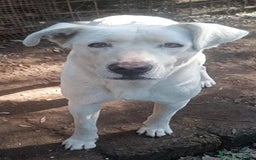 Labrador cani in regalo: Clara, occhioni da cerbiatto a Città metropolitana di Roma Capitale - Immagine 2