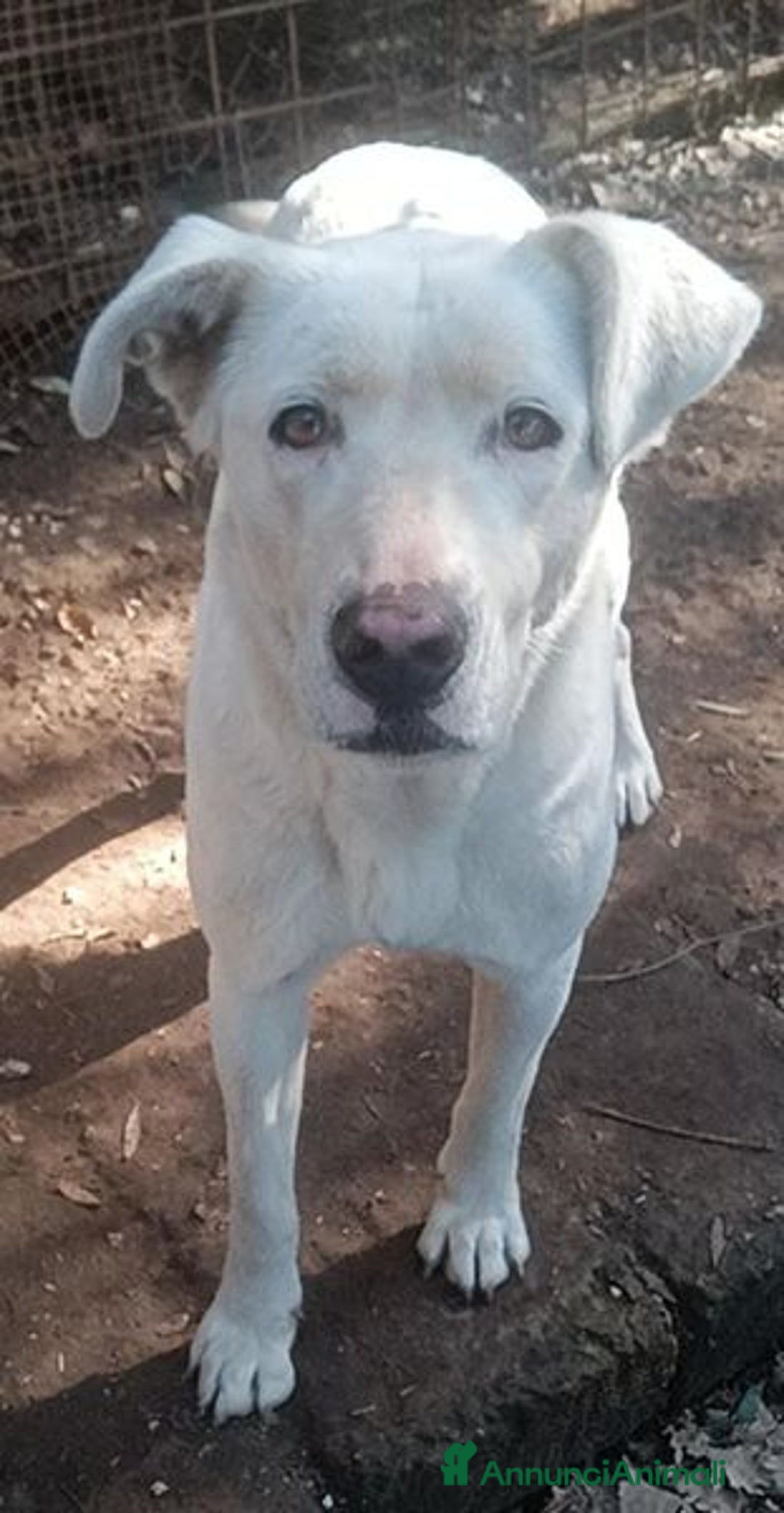 Labrador cani in regalo: Clara, occhioni da cerbiatto a Città metropolitana di Roma Capitale - Immagine 2