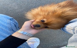 Volpino Pomerania cani in vendita: Volpino Spitz Pomerania adulto maschio a Città Metropolitana di Cagliari - Immagine 7