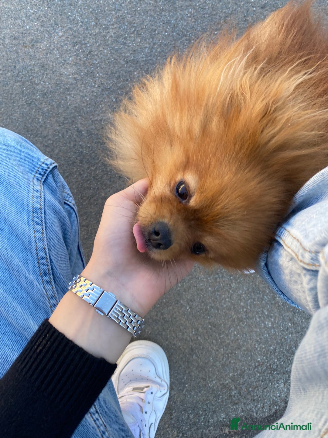 Volpino Pomerania cani in vendita: Volpino Spitz Pomerania adulto maschio a Città Metropolitana di Cagliari - Immagine 7