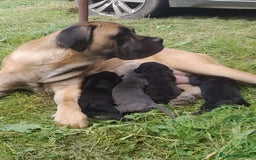 Cane Corso cani in vendita: cuccioli e cuccioloni  di cane corso  a Provincia di Cuneo - Immagine 11