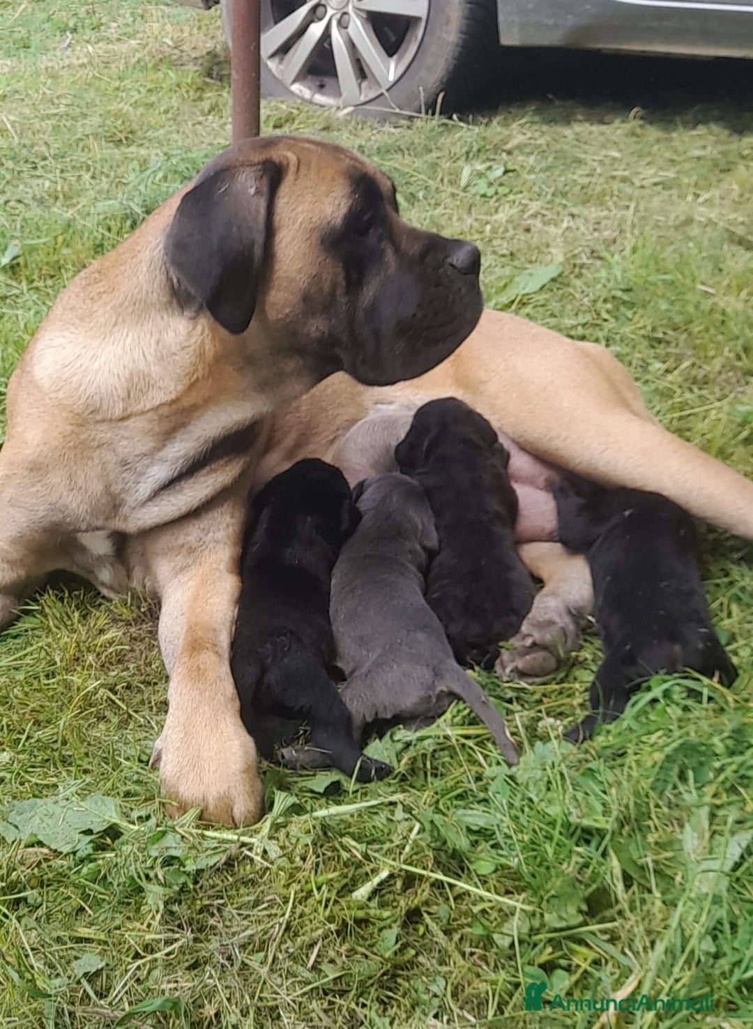 Cane Corso cani in vendita: cuccioli e cuccioloni  di cane corso  a Provincia di Cuneo - Immagine 11