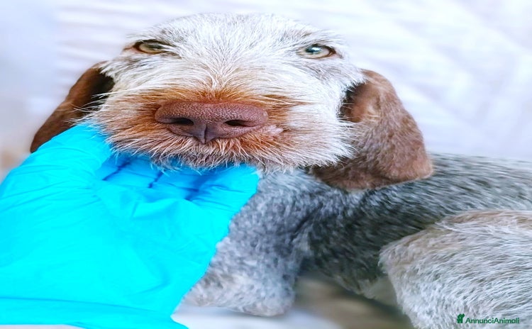 Spinone cani AGU' tenero cucciolo Spinone Italiano, 5 mesi - Annuncio 15