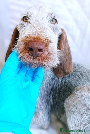 Spinone cani AGU' tenero cucciolo Spinone Italiano, 5 mesi - Annuncio 15