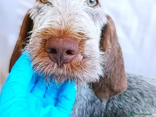 Spinone cani AGU' tenero cucciolo Spinone Italiano, 5 mesi - Annuncio 3